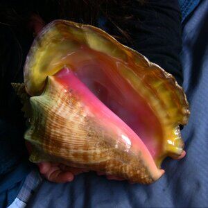 Beautiful Queen Conch shell, 8-1/2" large
